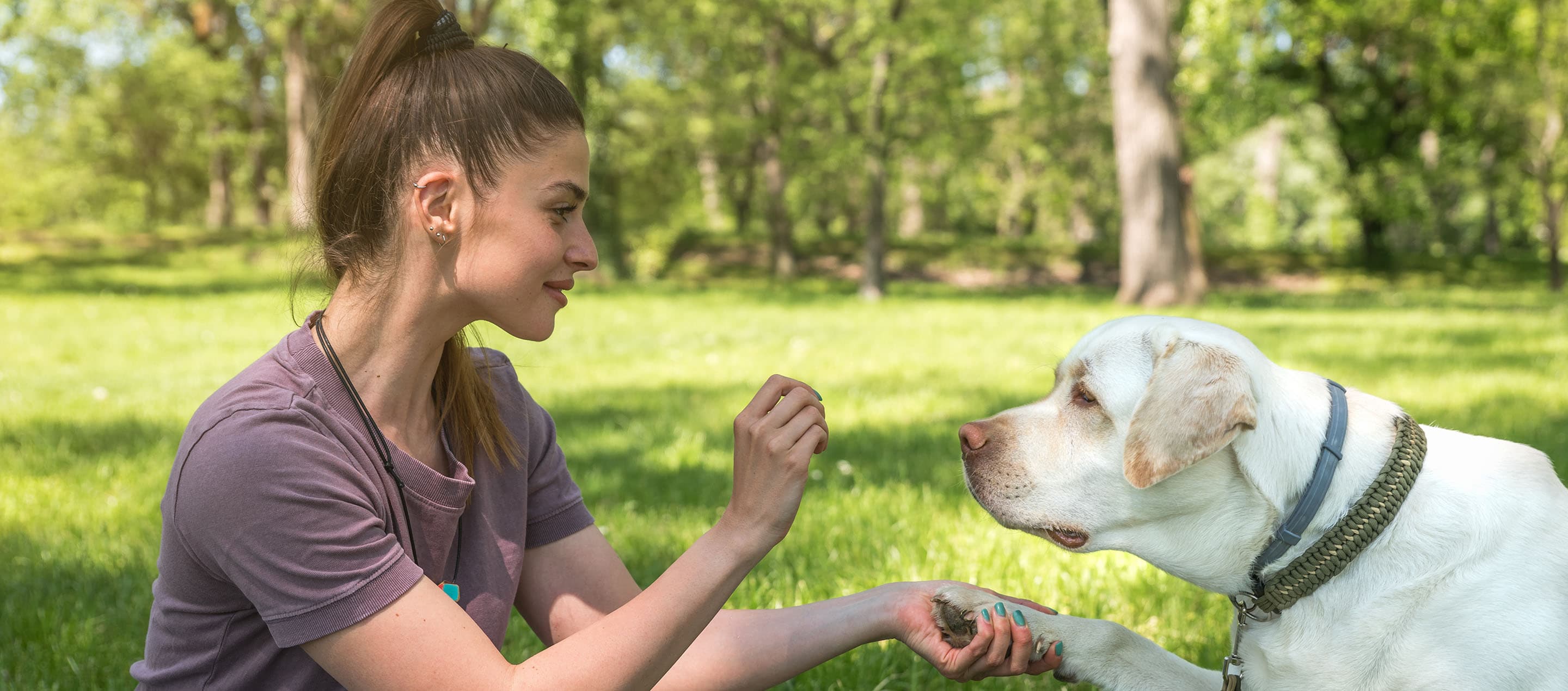 Top 5 Reasons to Adopt a Senior Pet: Find Senior Dogs for Adoption