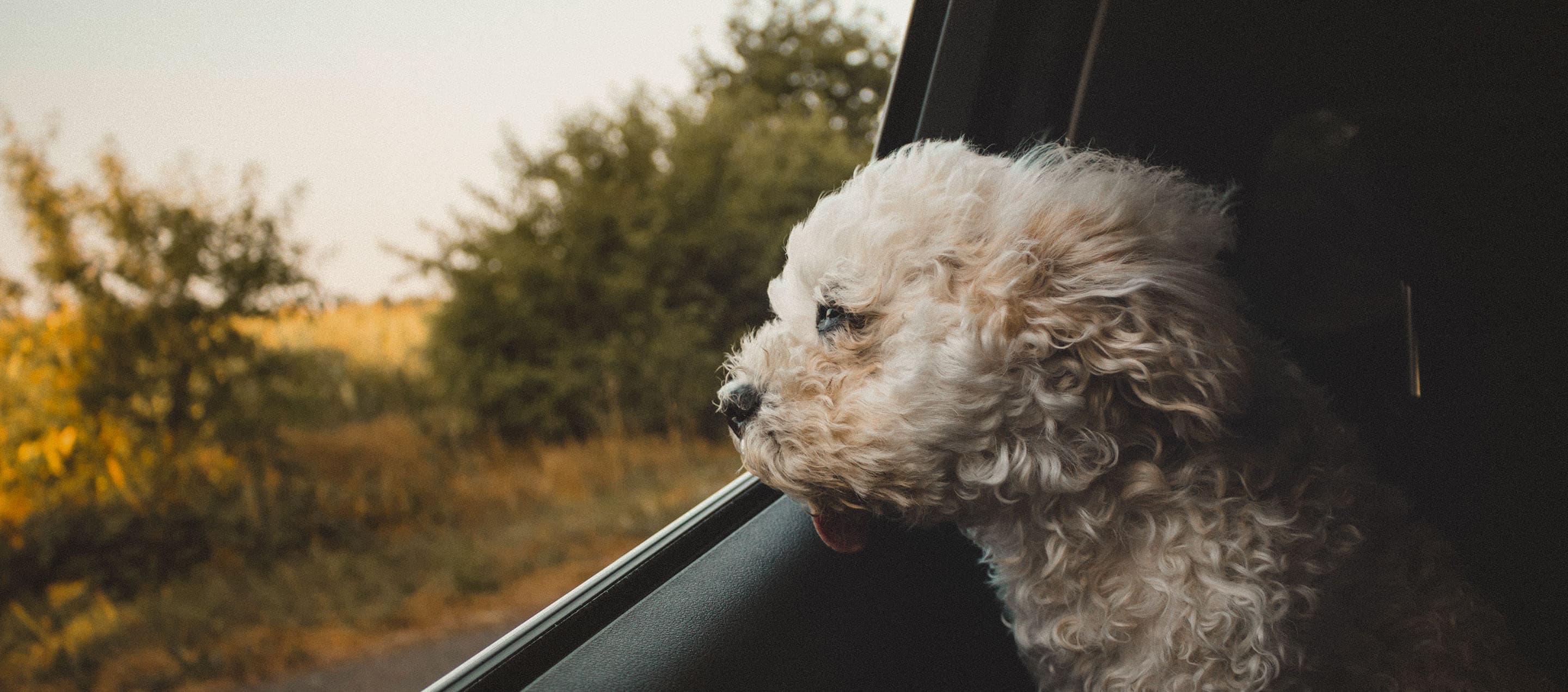 Does My Dog Need a Seatbelt? Car Safety Tips for Dogs