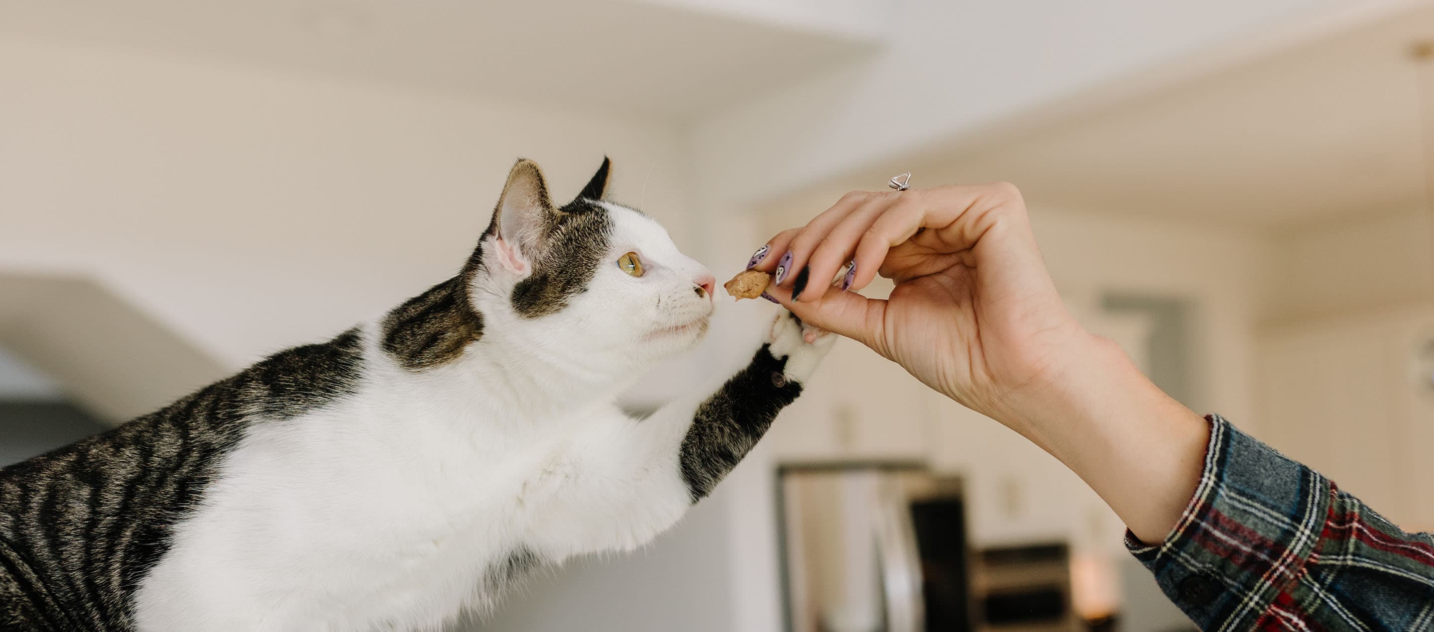 Best Stocking Stuffer Ideas for Cats