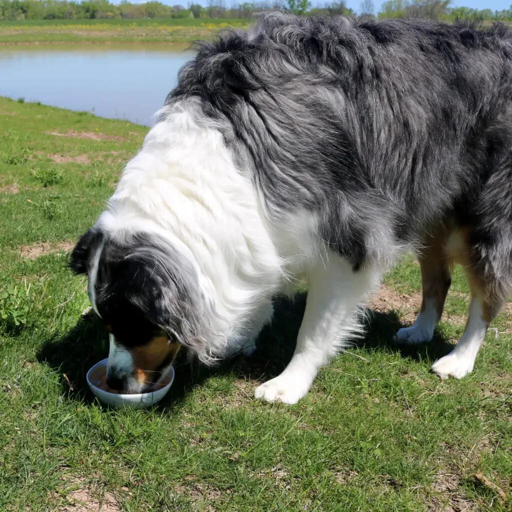 Easy Homemade Dog Ice Cream Recipe Your Pup Will Love