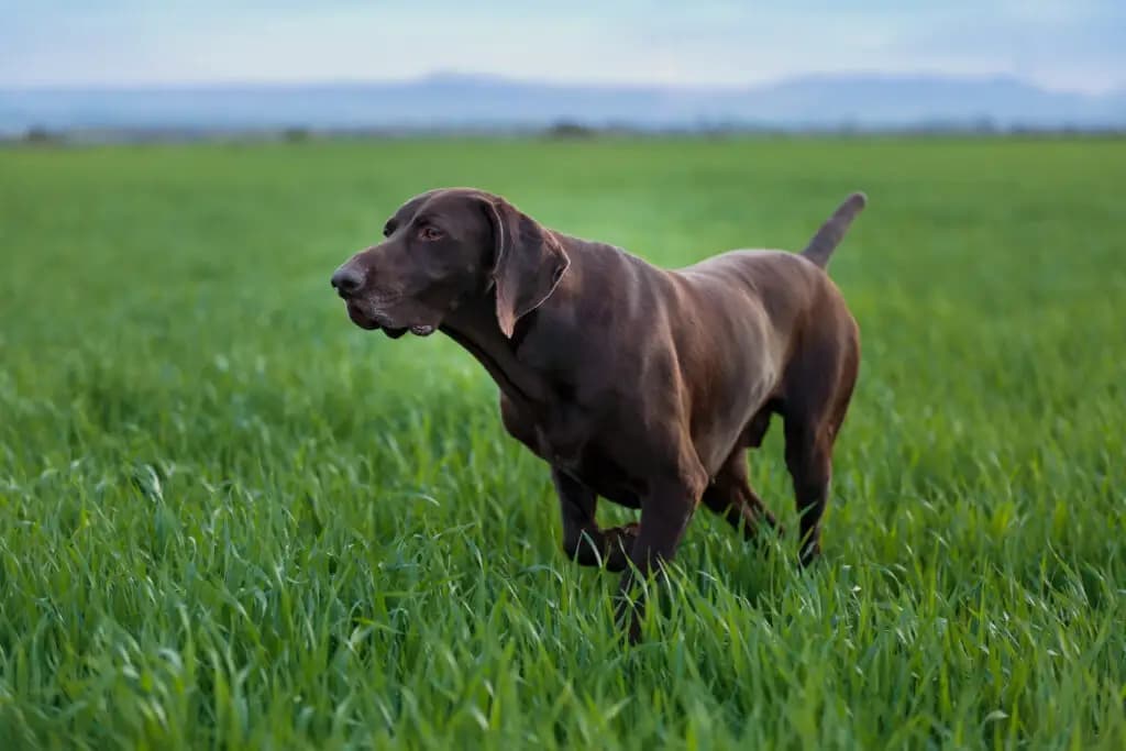 outdoor dog activities