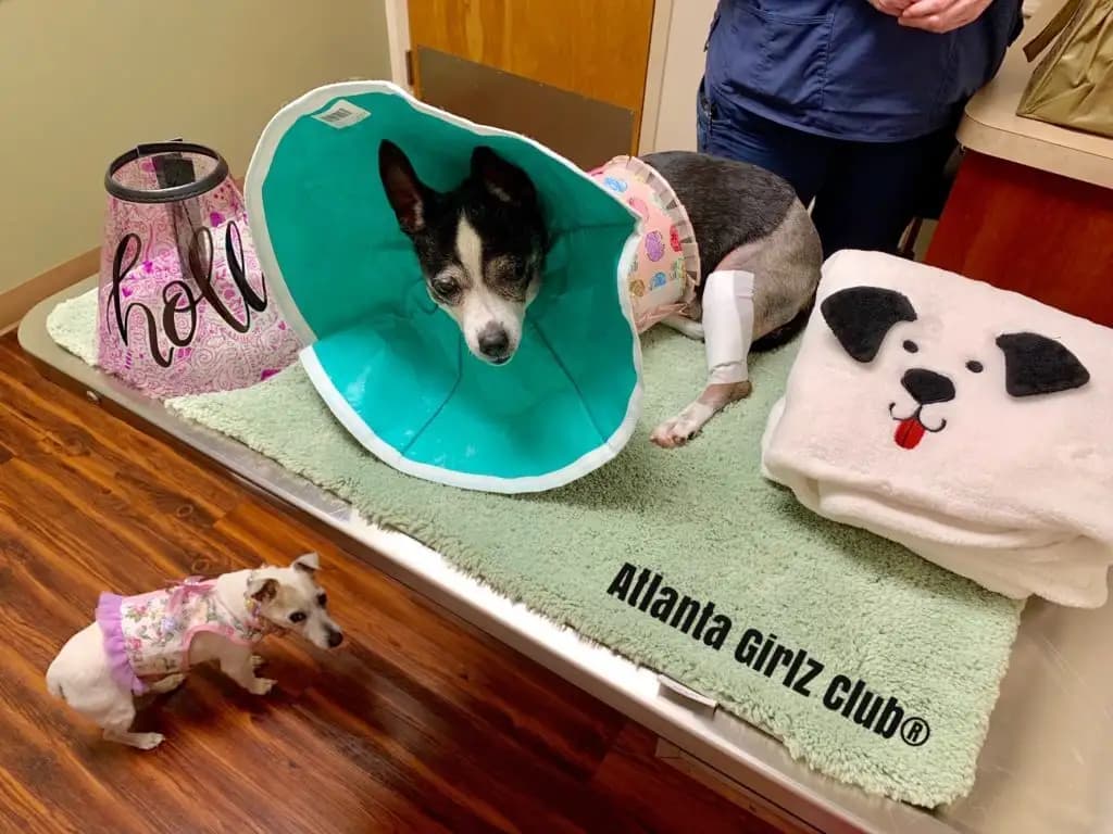 Helping Your Dog Recover From Surgery | Vital Essentials