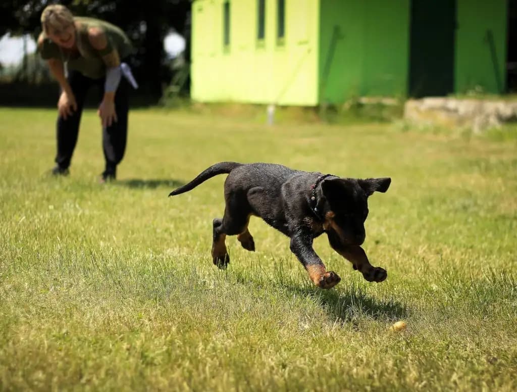 7 Basic Must-Have Items for Training Your Dog: A Comprehensive Guide to Effective and Safe Dog Training