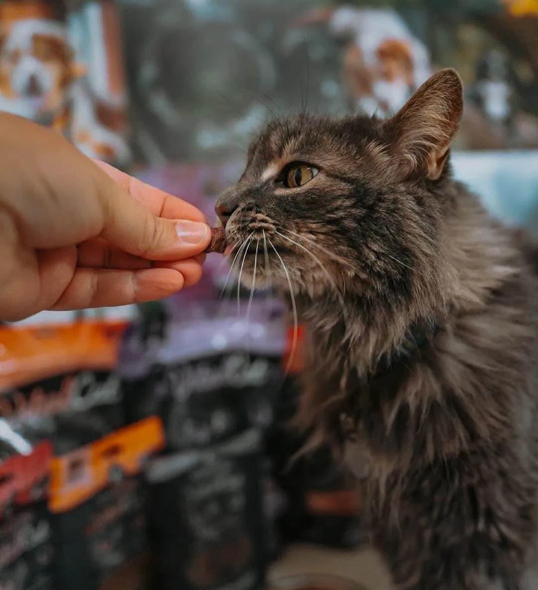 3 Delicious Raw Cat Treats Your Feline Will Love: A Guide to Natural, Nutritious, and Tasty Snacks for Your Cat