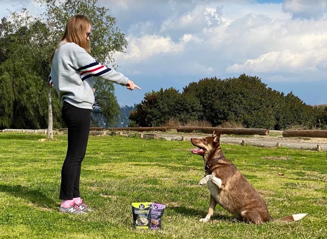 5 Expert Tips for Successfully Training Your Dog