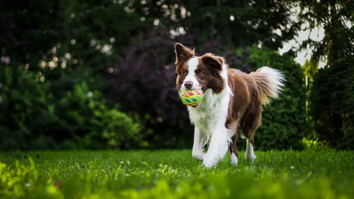 The Importance of Protein for Dogs and Cats: Understanding the Role of Protein in Pet Nutrition and Health