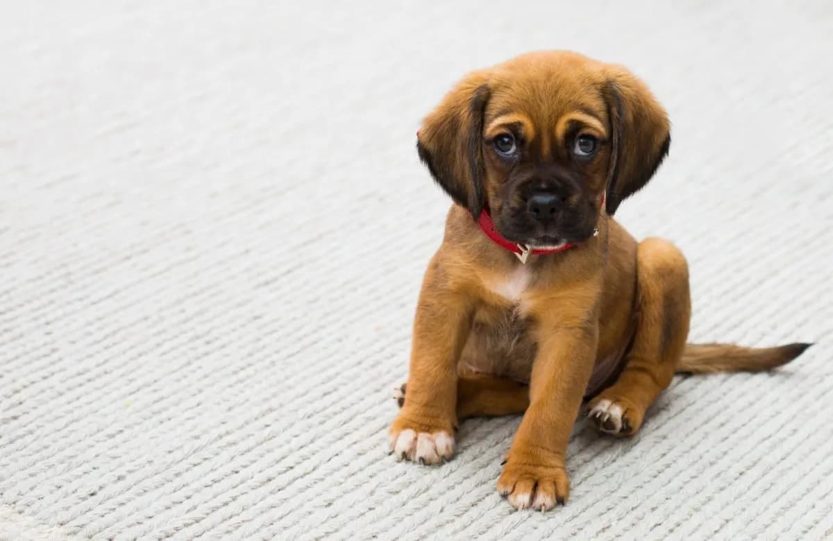 Everything You Need to Know About Your Pet's Anal Glands: Function, Health, and Maintenance