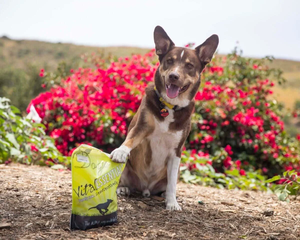 From the Farm to Your Dog's Bowl: Understanding the Nutritional Value and Benefits of Tripe as a Supplement in Your Dog's Diet