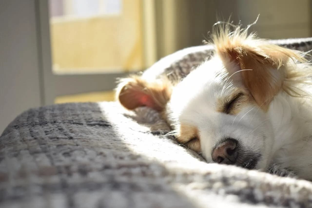 Tips and Tricks for Calming Your Dog Before Bedtime
