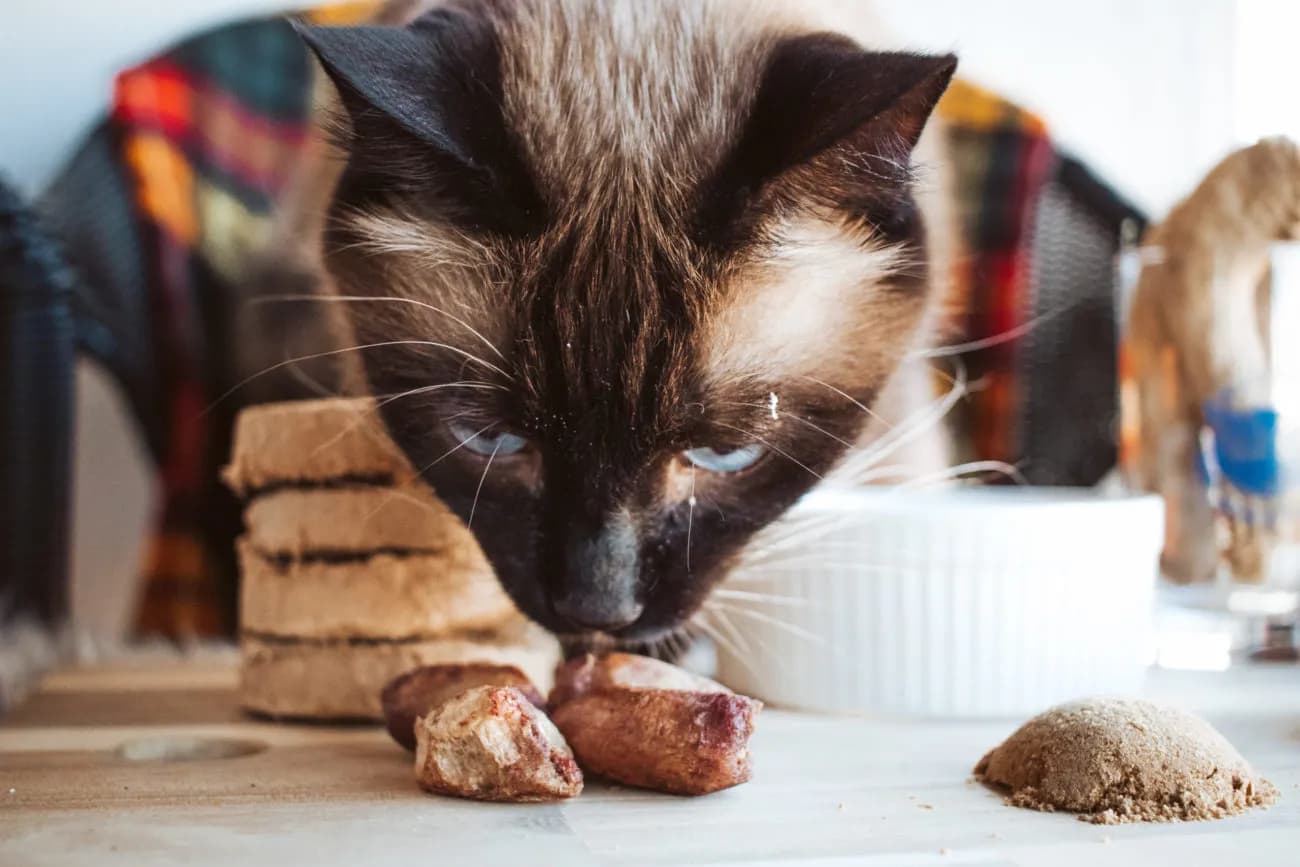 Unlocking the Mystery of Taurine: The Importance of This Essential Nutrient for Your Cat's Health and Wellness