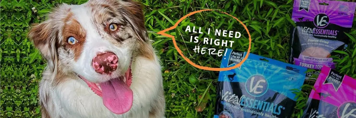 Uncovering the Top 5 Essential Nutrients Your Dog Needs in Their Diet