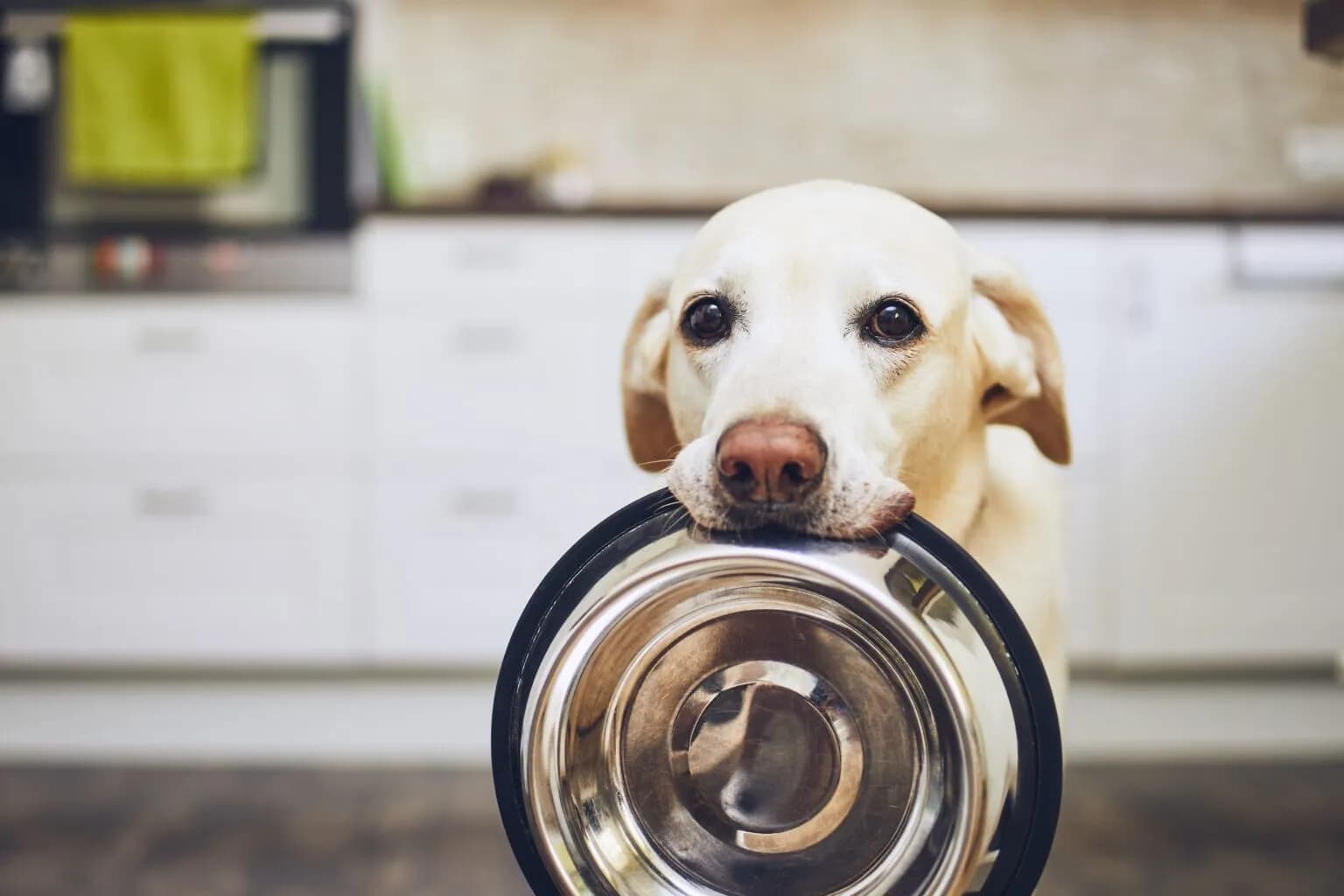 21 Foods to Feed or Avoid: A Comprehensive Guide to Keeping Your Dog Healthy and Happy