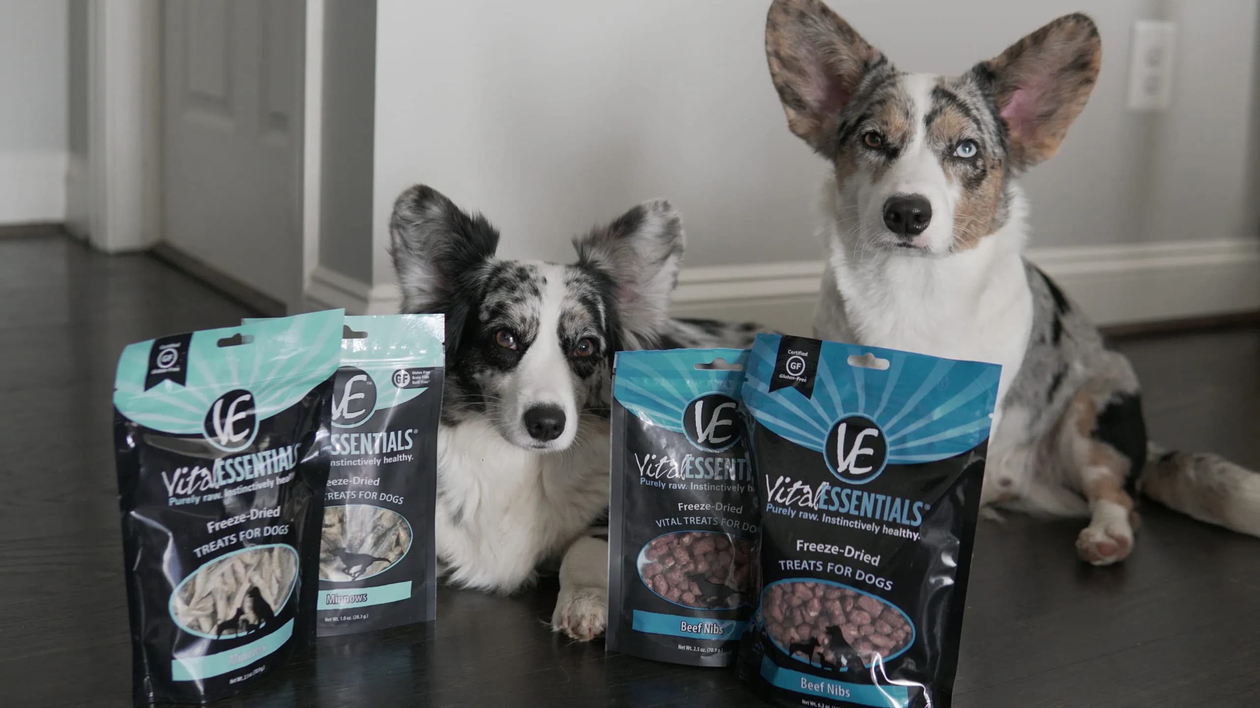 Grooming 101: How Your Pet's Diet Can Impact Their Coat and Skin