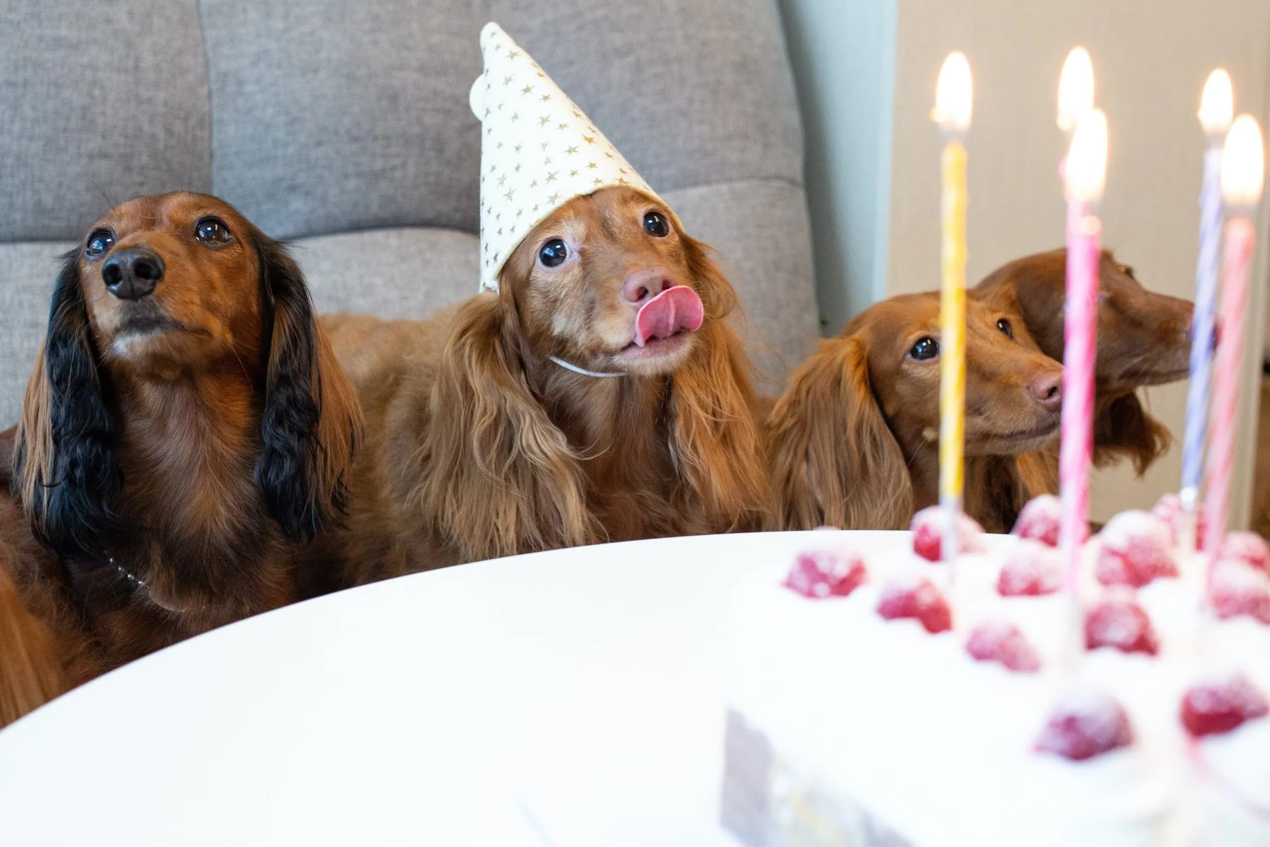 Delicious and Nutritious DIY Popsicle Recipe for Dogs