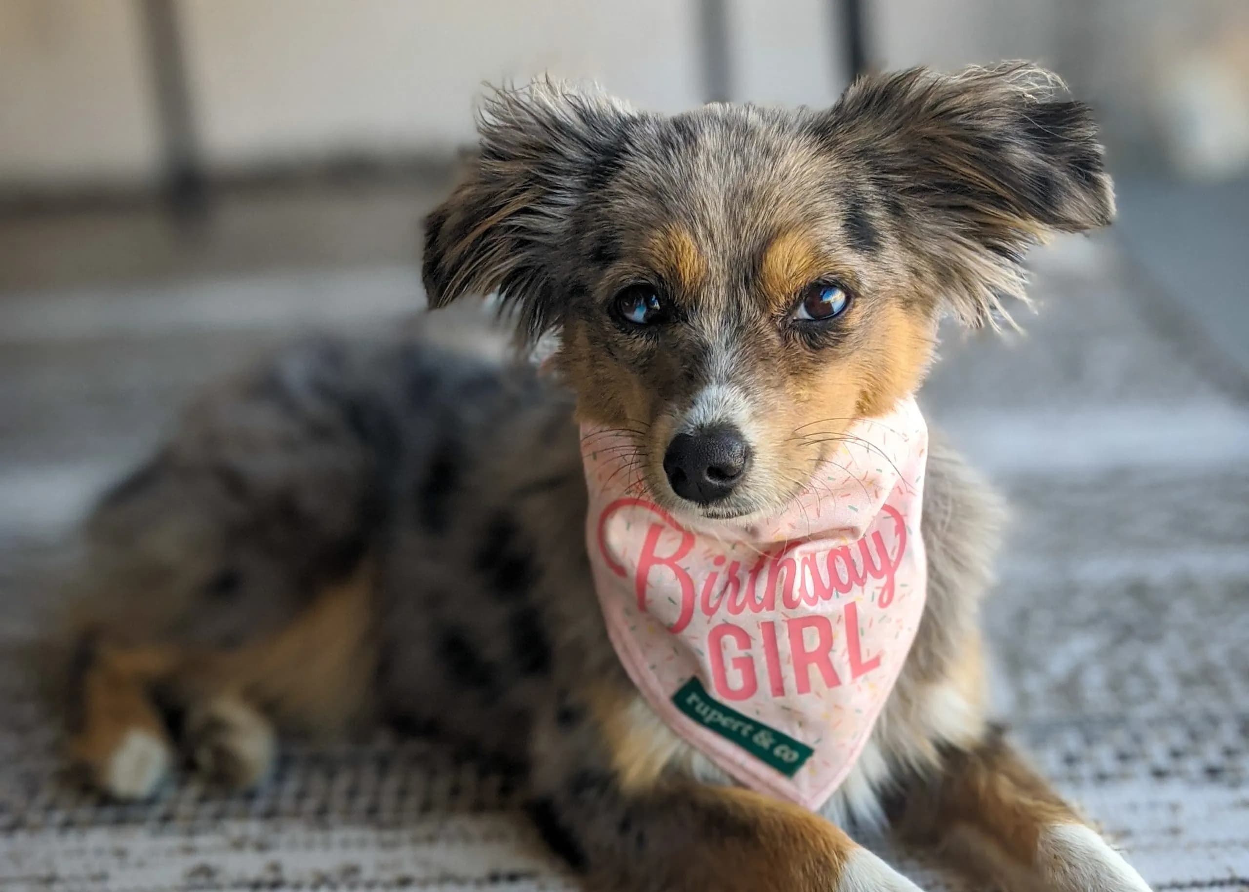 Wag-worthy Celebrations: 7 Ways to Throw a Pawsome Birthday Party for Your Dog