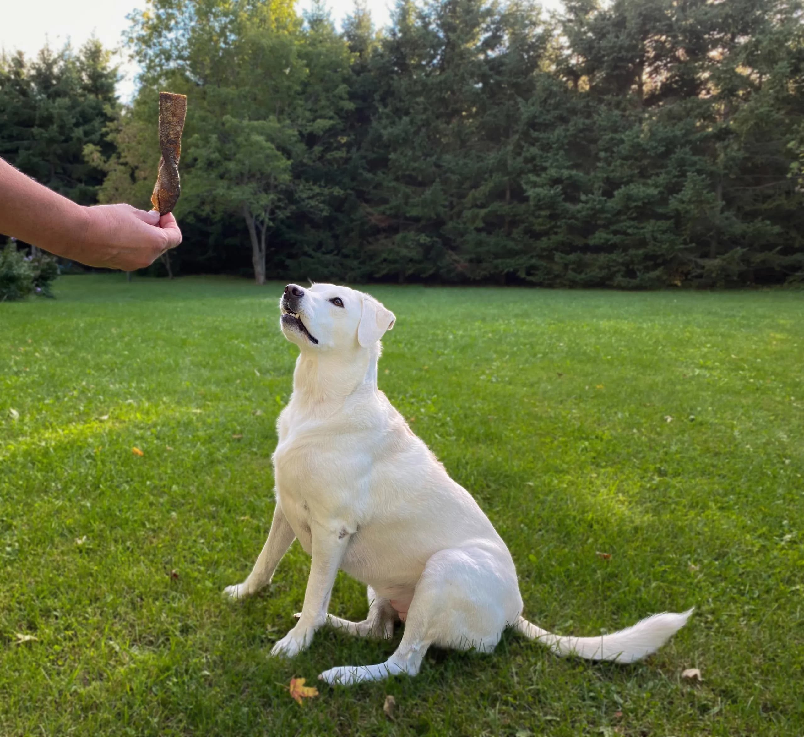 Freeze-Dried Pet Snacks: Discovering the Health Benefits of VE Raw Bar Treats