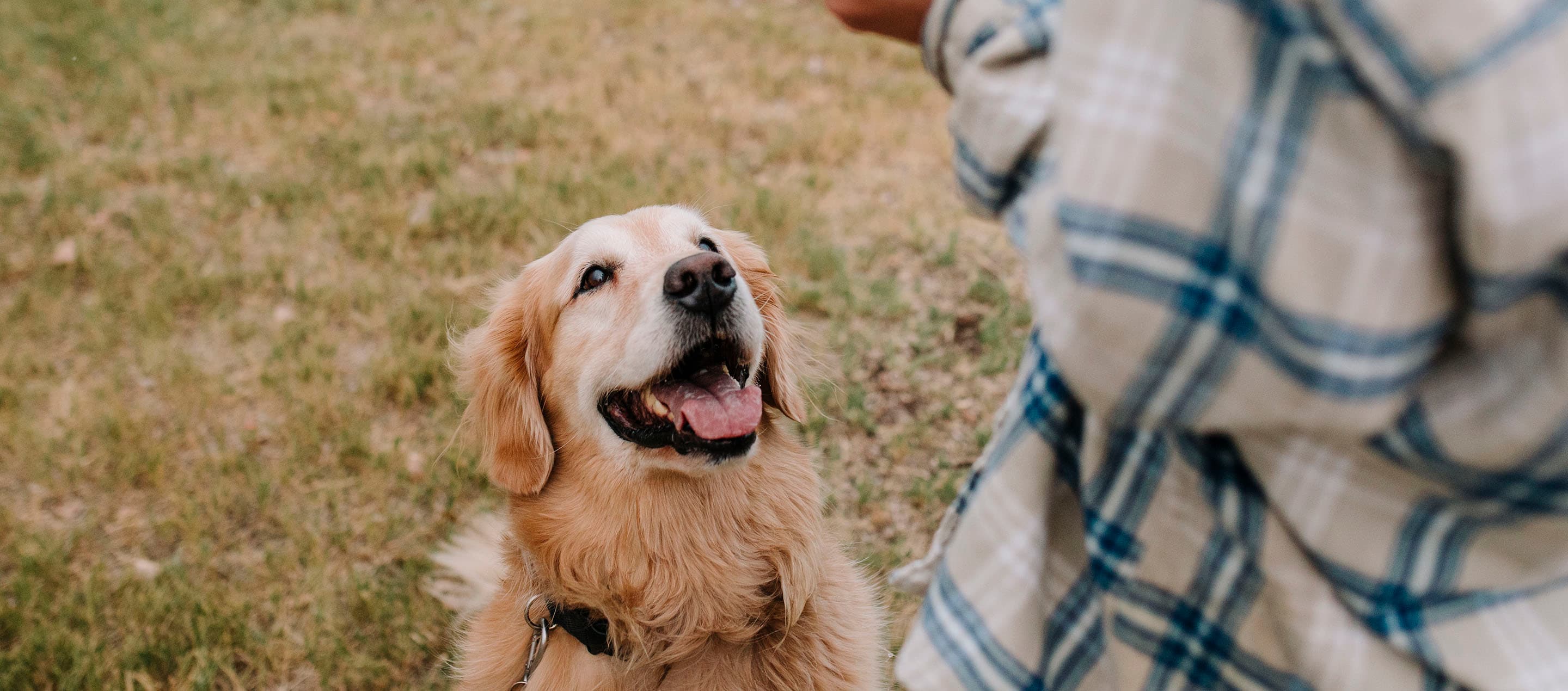 Why Is My Dog Eating Poop?