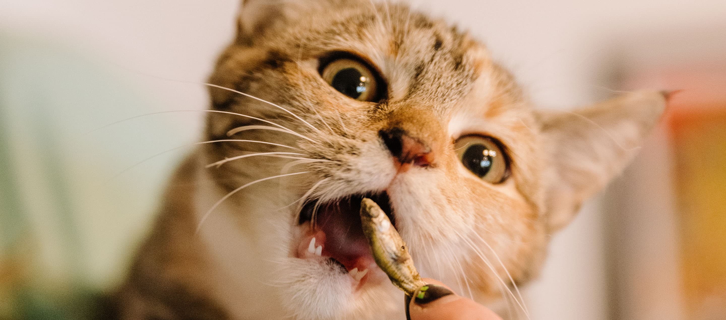 Top Picks for Dogs and Cats Who Love Fish