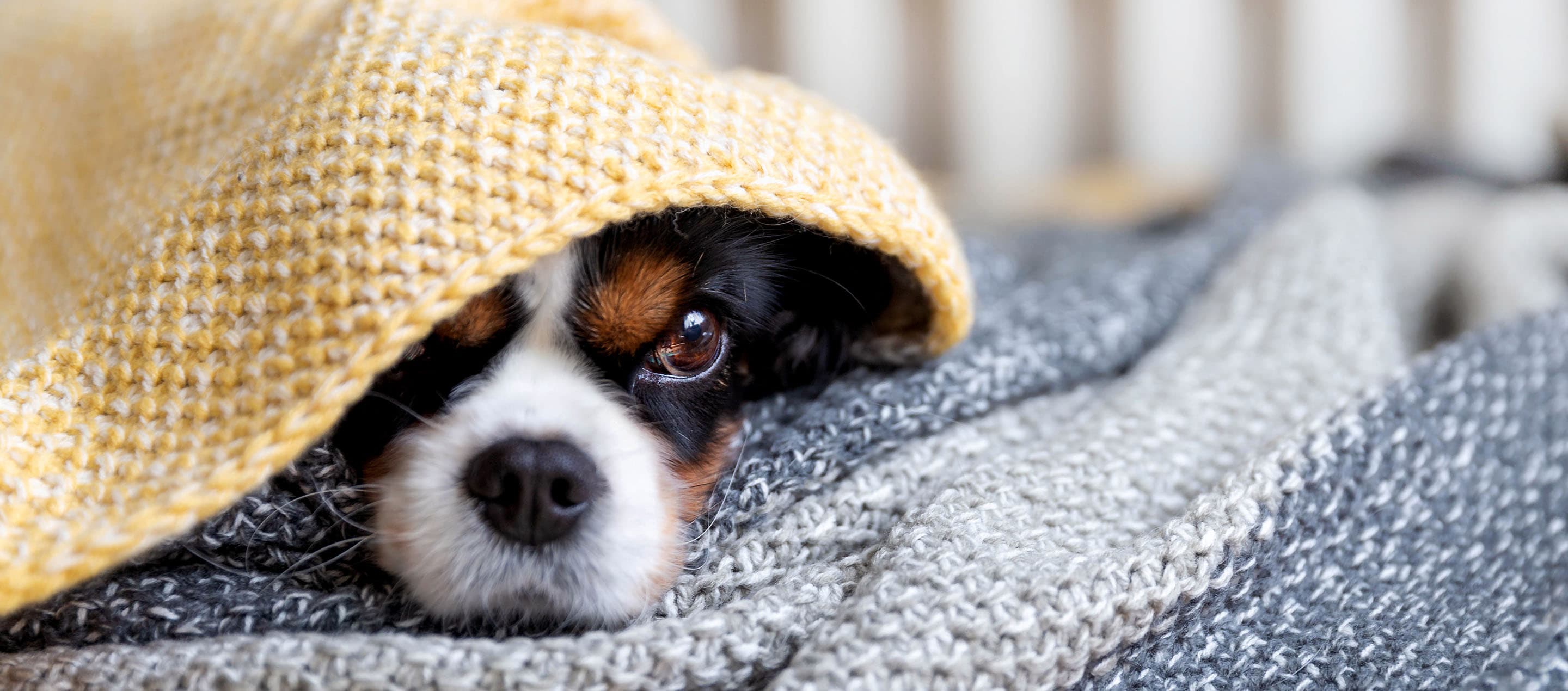 How to Keep Your Home Tidy When You Have Pets