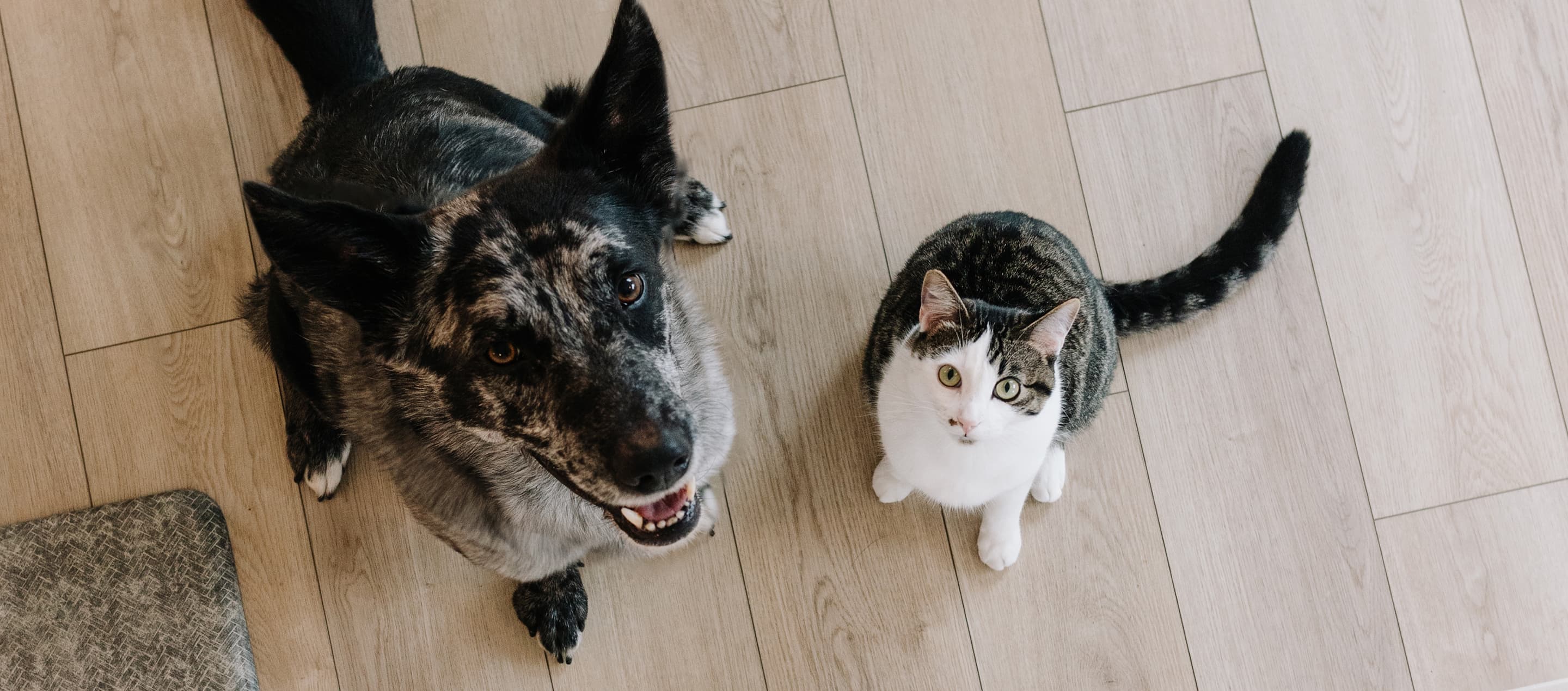 3 Key Factors That Impact Pet Dental Health for Cats and Dogs
