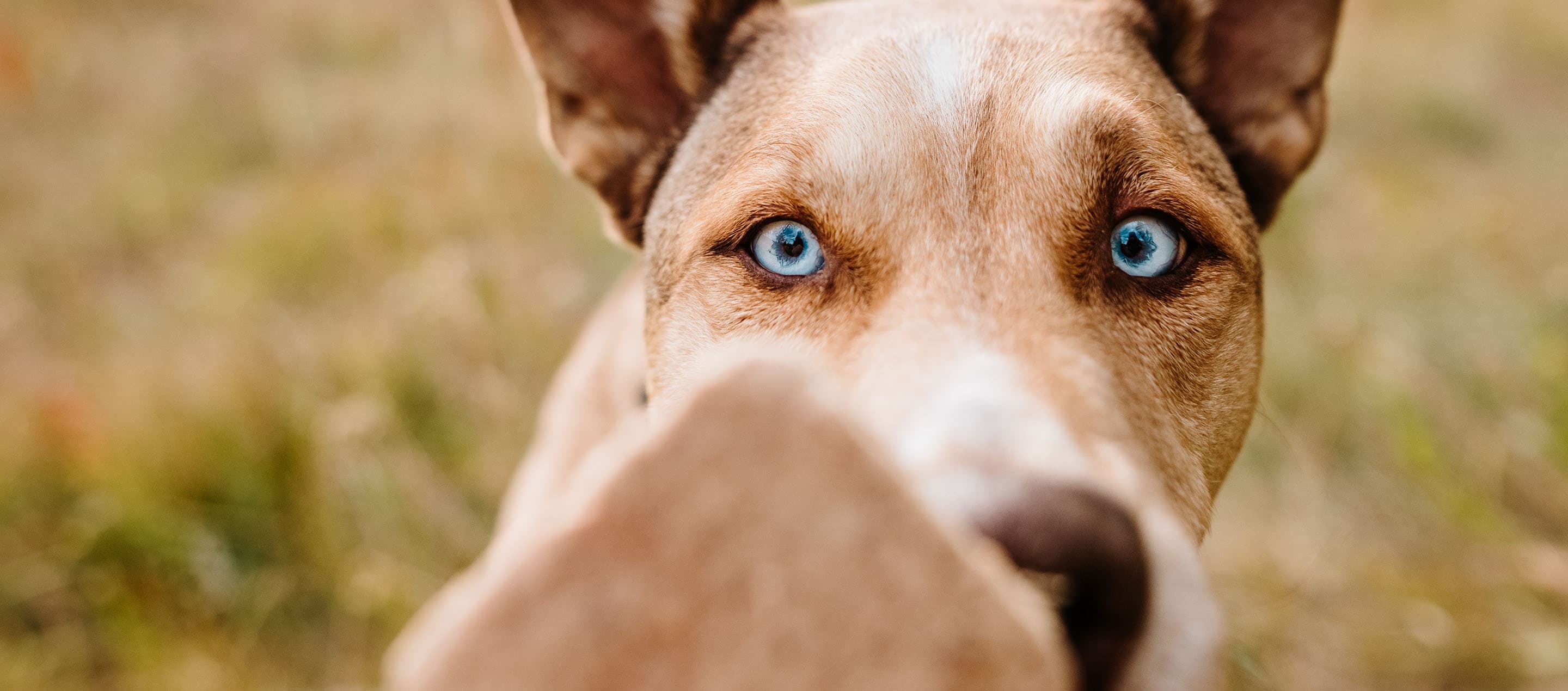 Shopping for Healthy Dog Food: A Guide to Understanding Labels, Ingredients, and Nutritional Needs