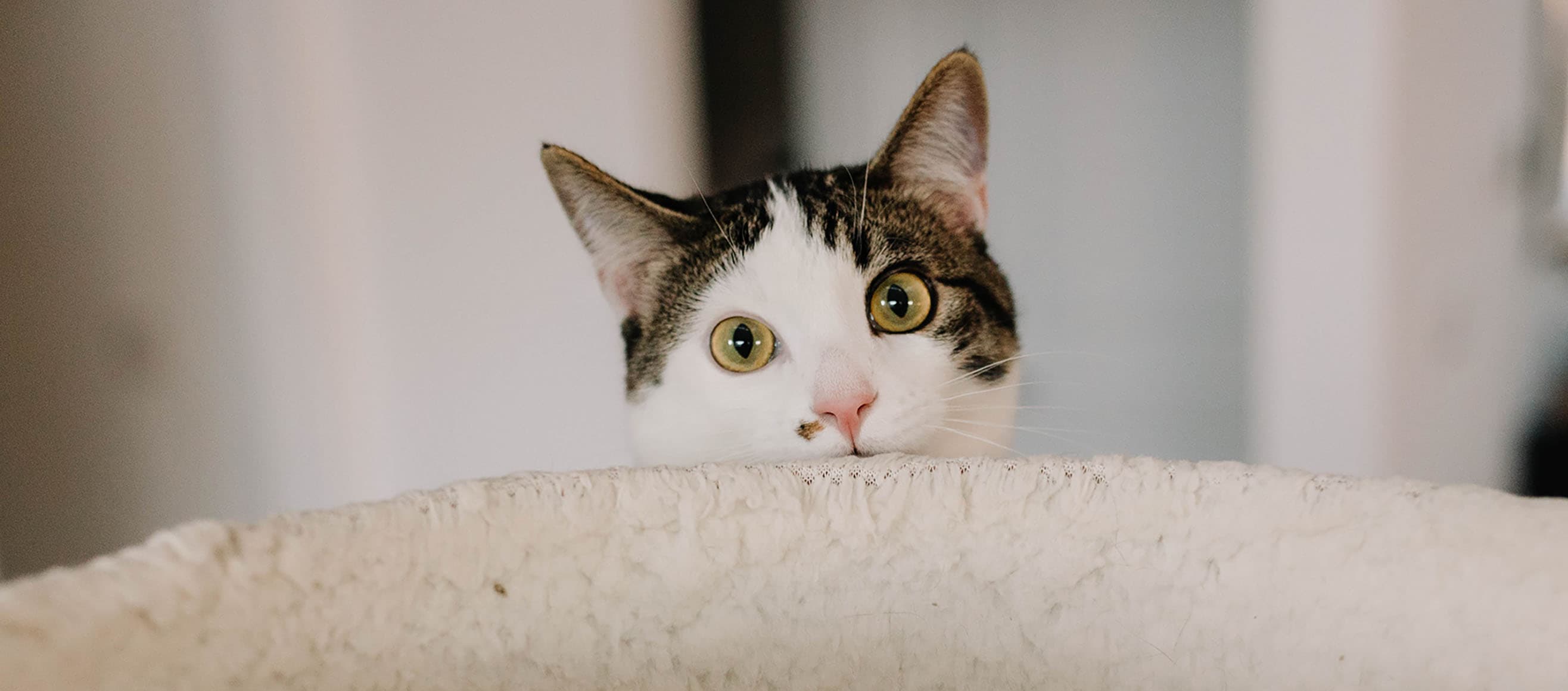 The Science Behind Cats' Love for Boxes and How to Incorporate it Into Their Daily Life