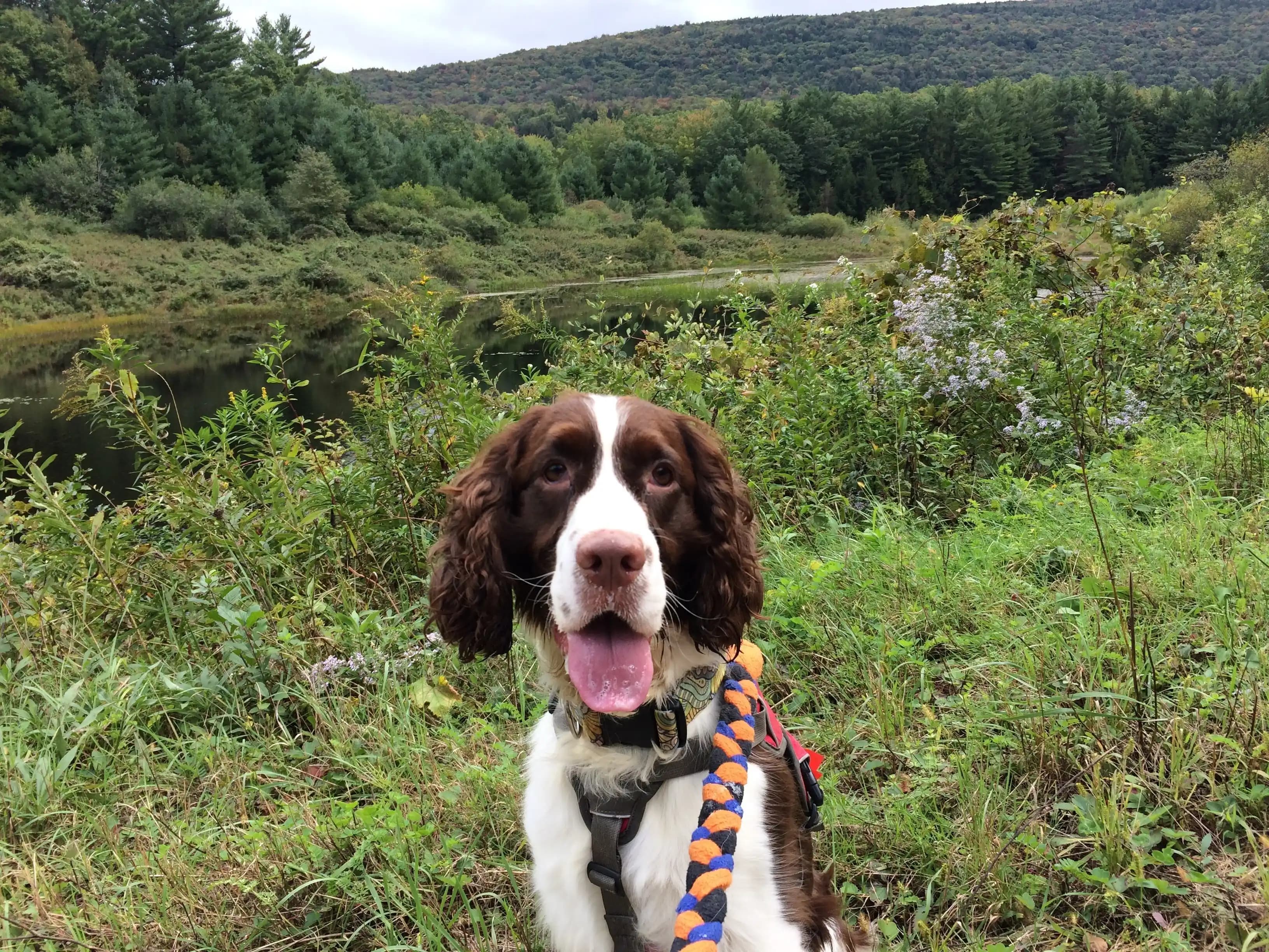 Start Running with Your Dog: A Step-by-Step Guide to Safe and Effective Training