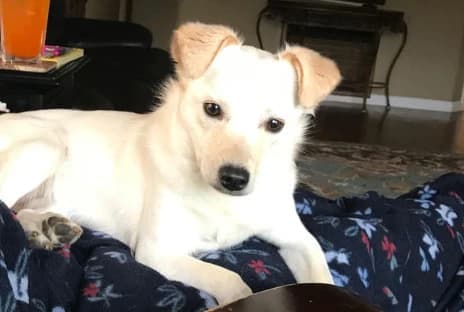 Transform Your Pet's Body and Soul: The Ultimate Guide to Improving Health and Well-being