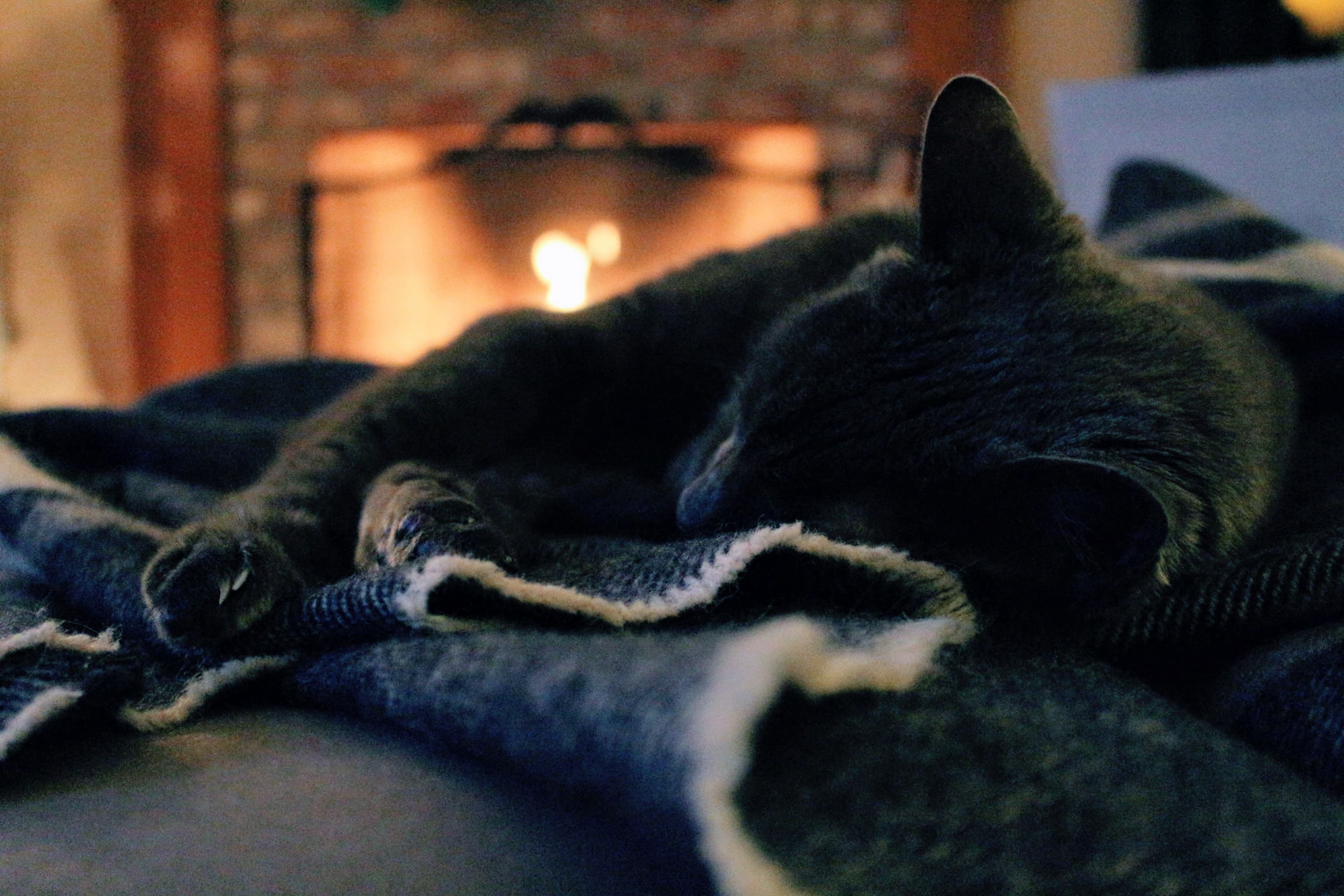 Keeping Your Pets Safe in Cold Weather