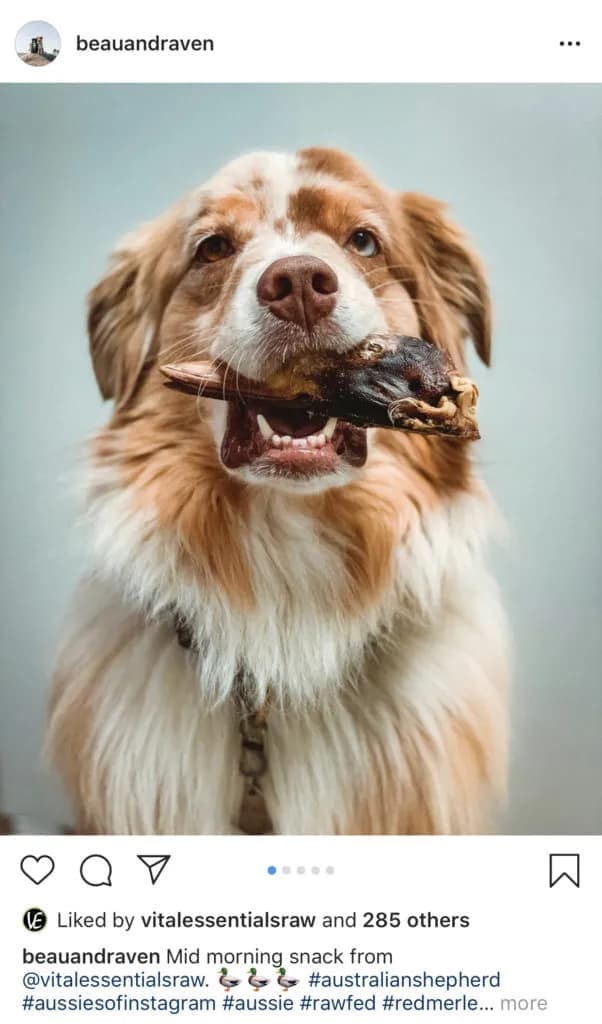 Top 3 Safe and Nutritious Freeze-Dried Snacks for Dogs to Chew On