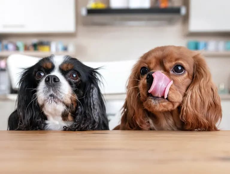 4 Reasons Why You Should Switch to a Raw Food Diet for Your Pet: Improved Health, Longevity, and More
