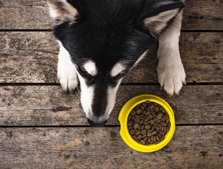 grain free dog food grain free diet what is the best dog food