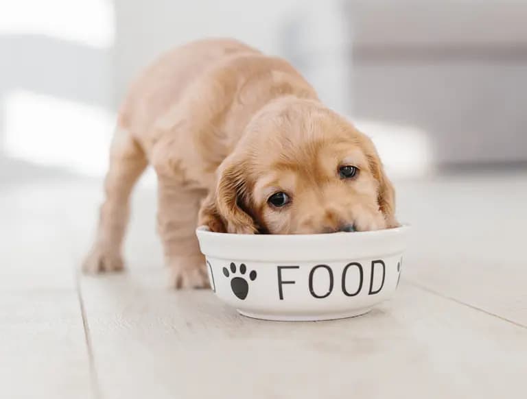 Puppy Essentials: A New Puppy Checklist with 10 Must-Have Toys, Supplies, and Treats