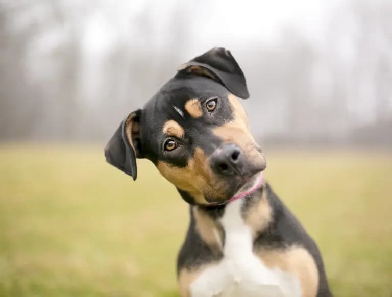 Understanding 9 Common Dog Behaviors and the Reasons Behind Them