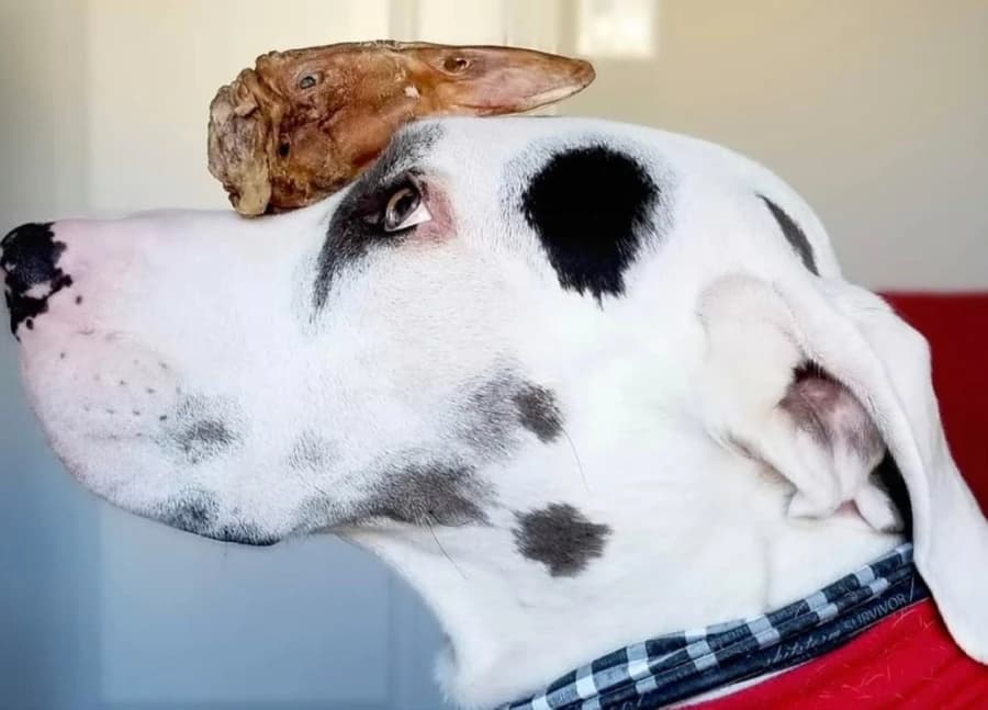 Why Duck Should Be on Your Dog's Menu: The Health Benefits of Duck in Dog Food