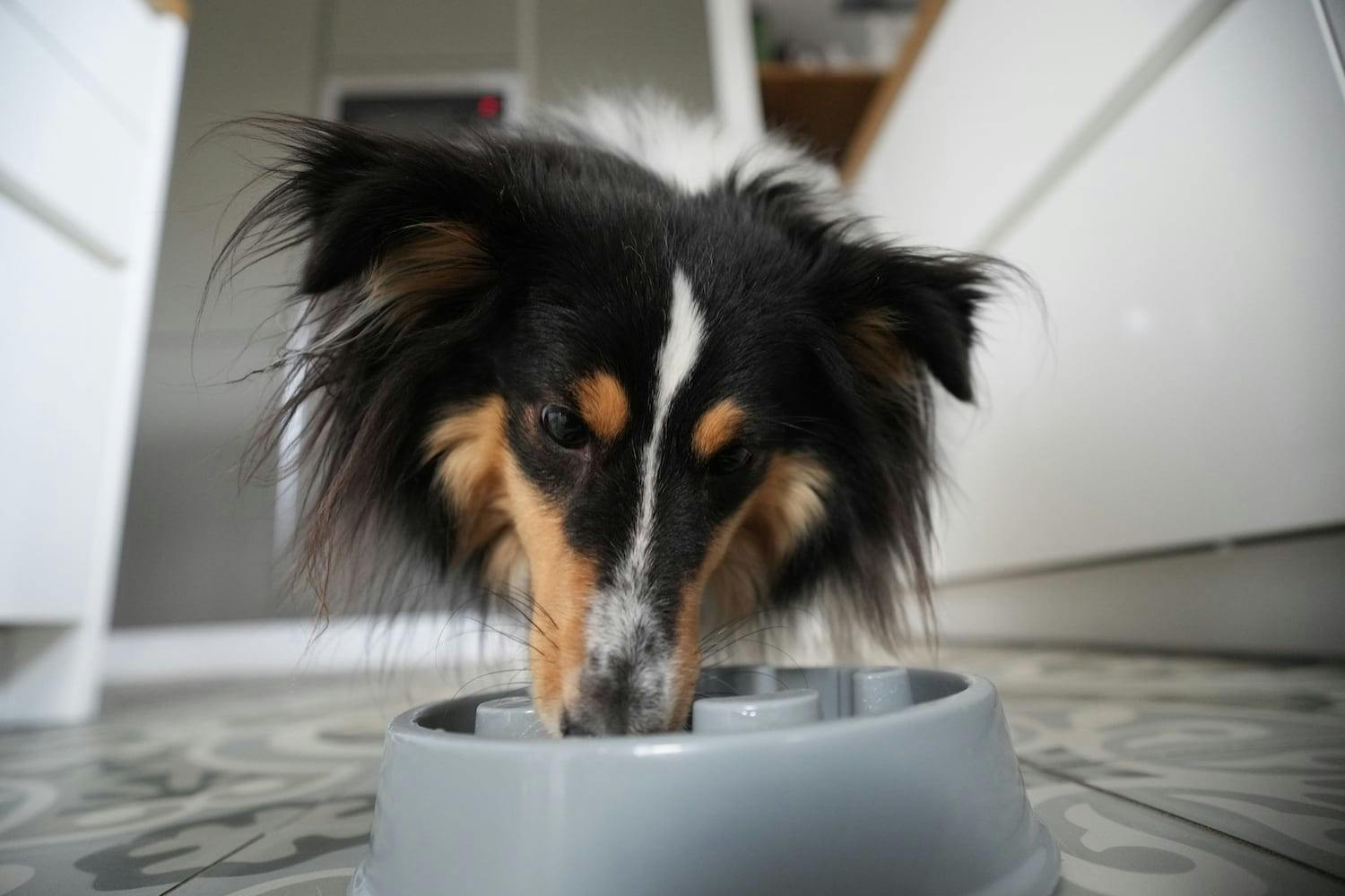 Tips and Tricks for Getting Your Dog to Eat at a Healthy Pace